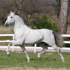 Caballo Andaluz