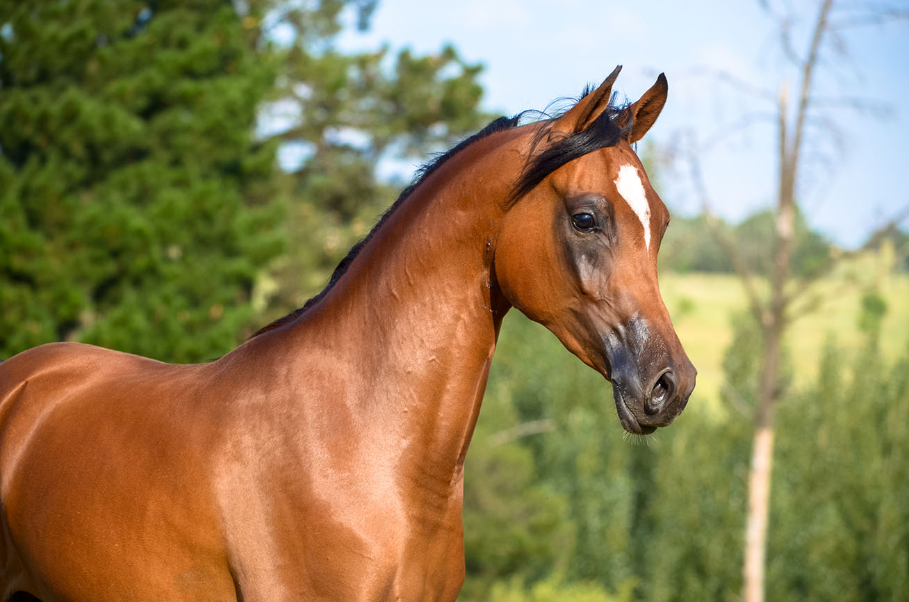 Caballo Árabe
