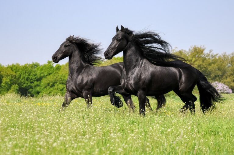 Caballo Frisón