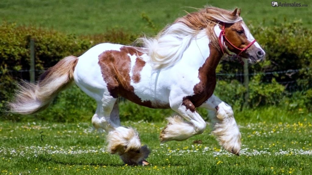 Caballo Percherón